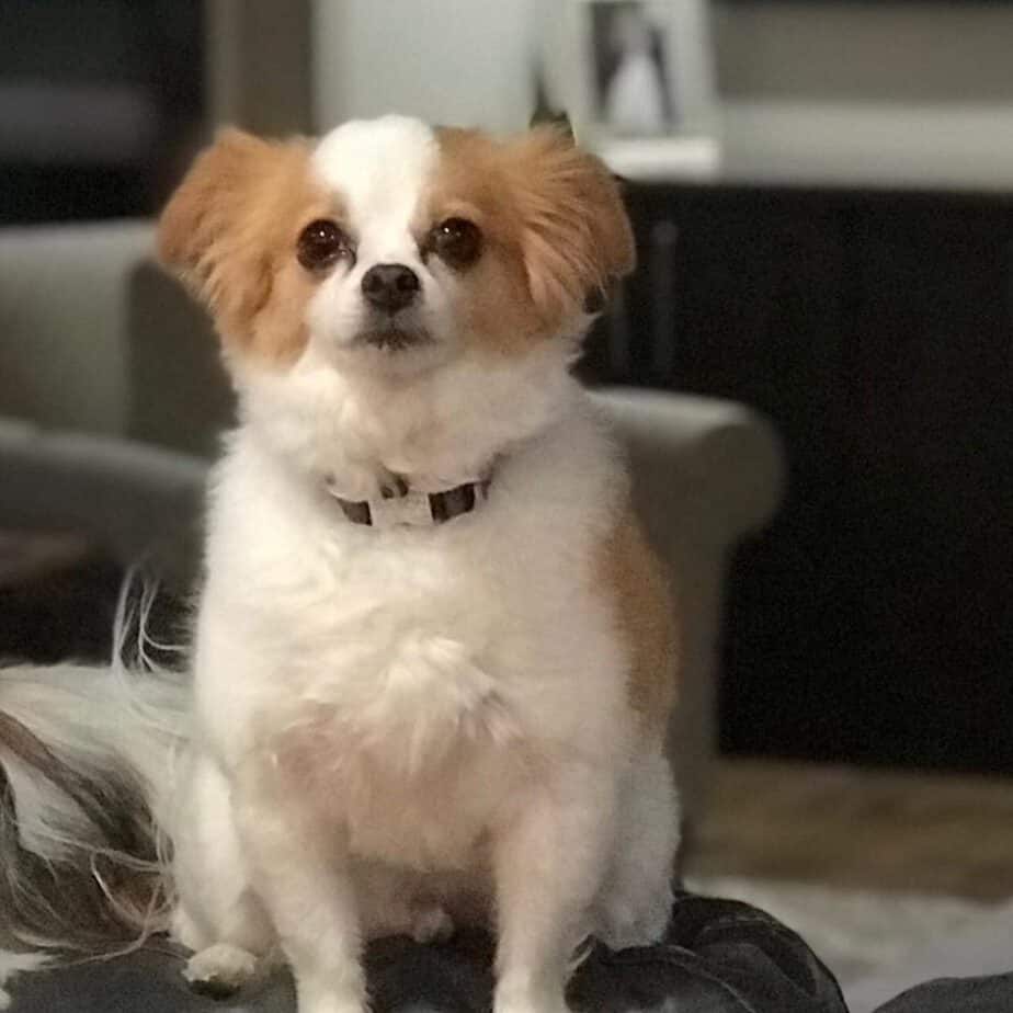 Chihuahua Papillon Mix