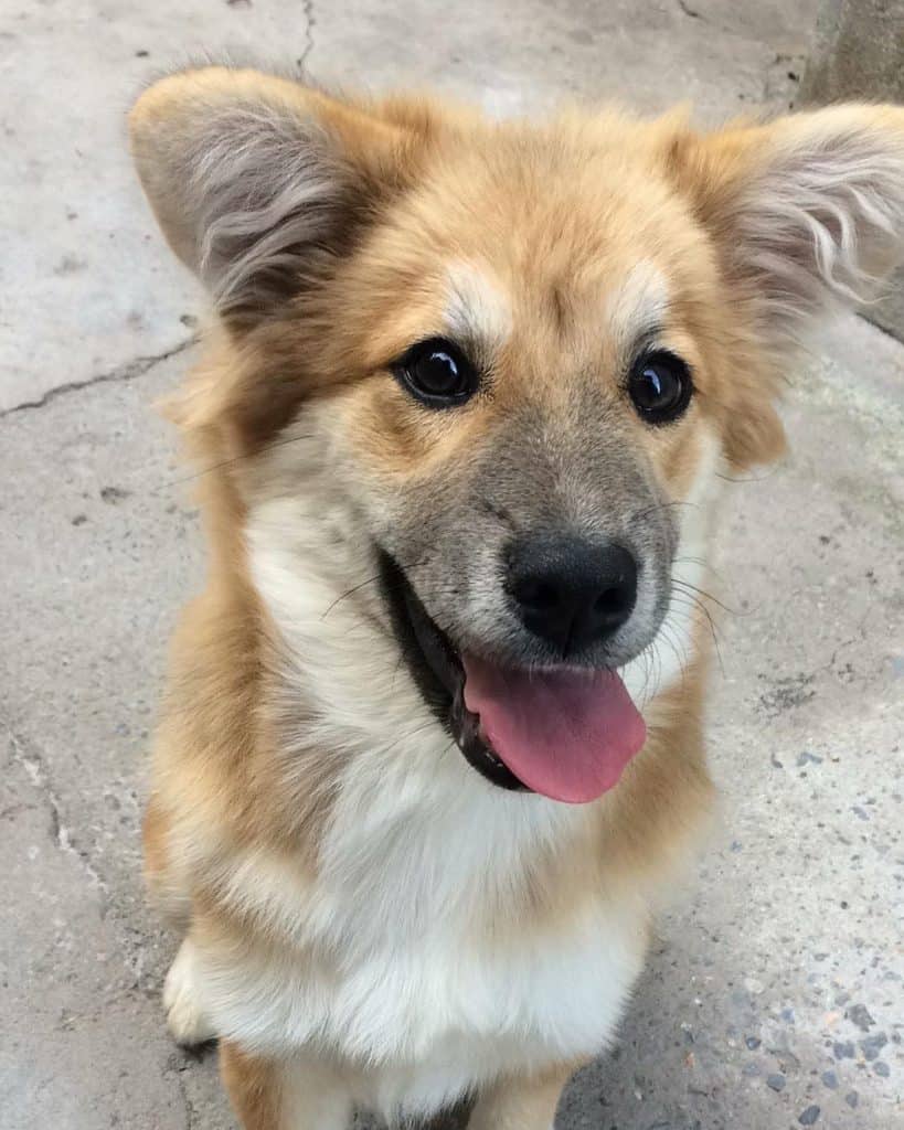 Chow Chow Akita Mix