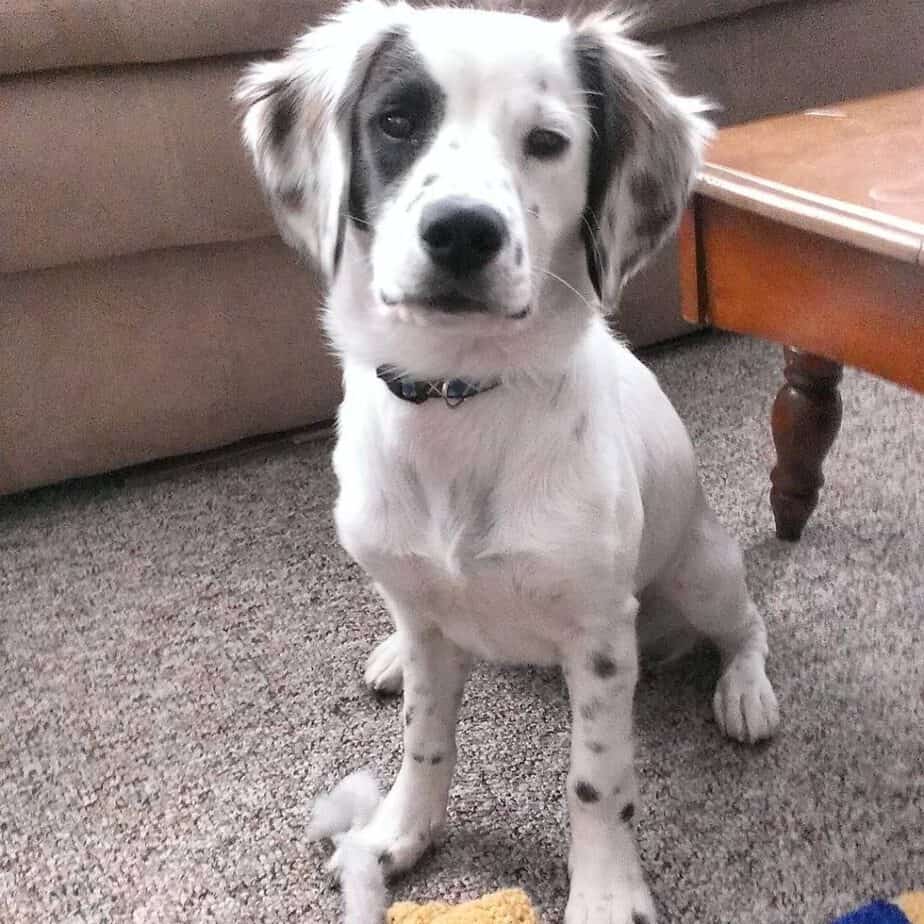 Husky Dalmatian Mix