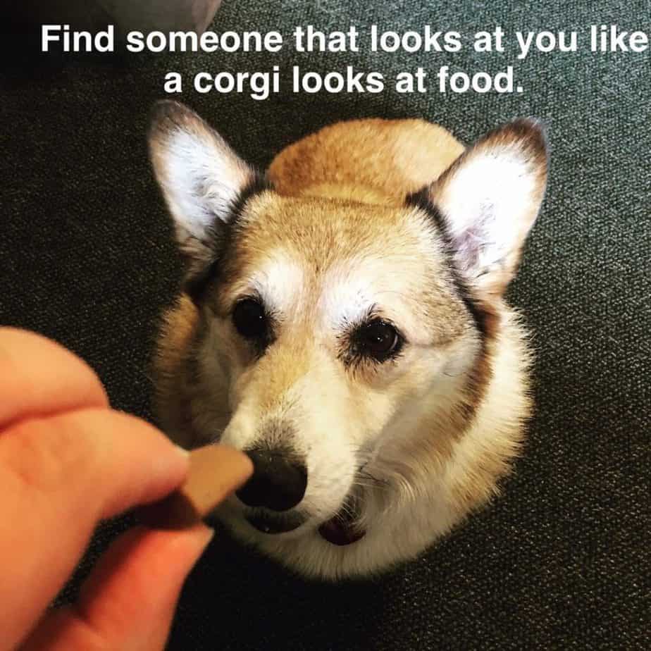 Corgi Meme - Find someone that looks at you like a corgi looks at food