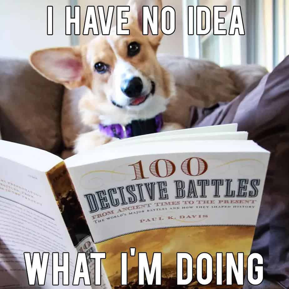 Corgi Meme - I have no idea what I'm doing