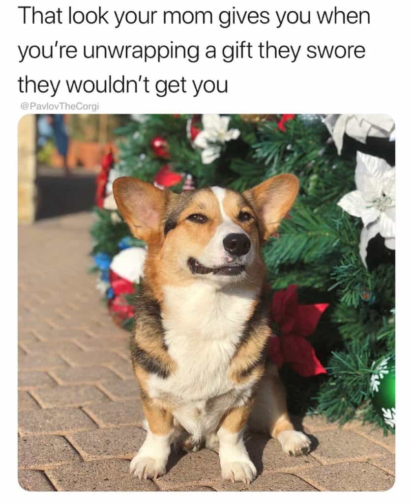Corgi meme - that look your mom gives you when you're unwrapping a gift they swore they wouldn't get you