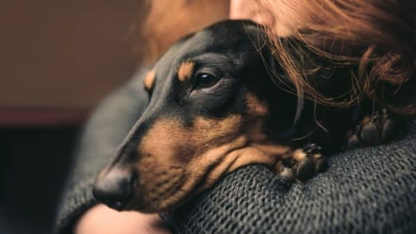 Dachshund seizures how to avoid and treat