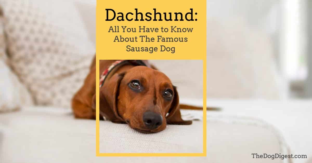 Dachshund: the ultimate guide of the famous sausage dog
