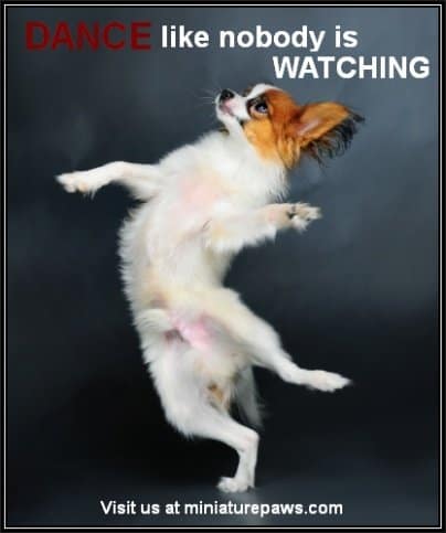 Dancing Dog Meme - Dance like nobody is watching