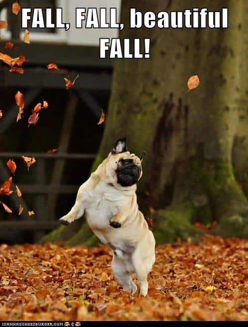 Dancing dog meme - fall, fall beautiful fall!