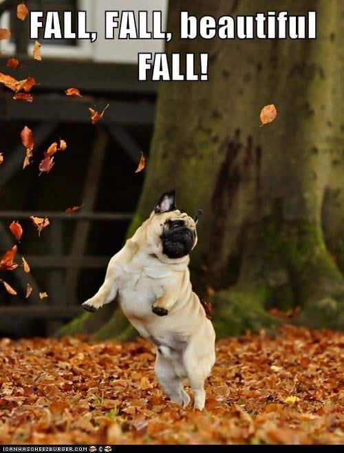 Dancing Dog Meme - Fall, fall beautiful fall!