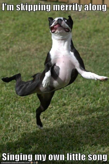 Dancing dog meme - i'm skipping merrily along singing my own little song