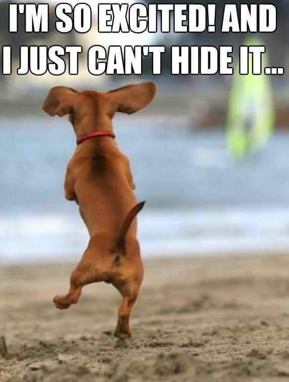 Dancing dog meme - i'm so excited! And i just can't hide it...