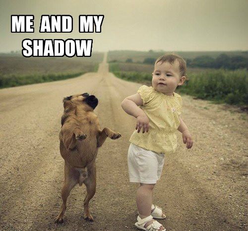 Dancing dog meme - me and my shadow