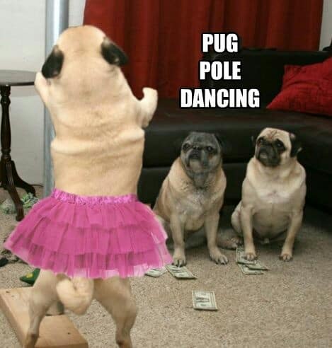 Dancing dog meme - pug pole dancing