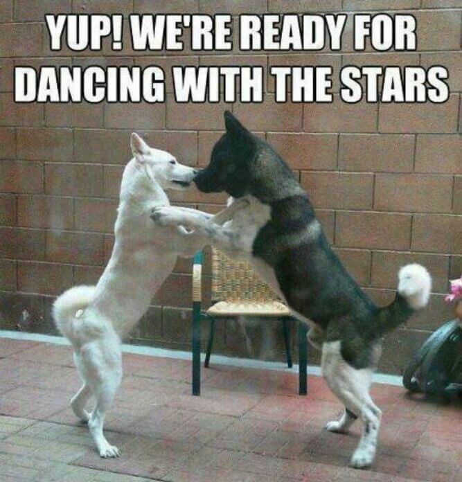 Dancing dog meme - yup! We're ready for dancing with the stars
