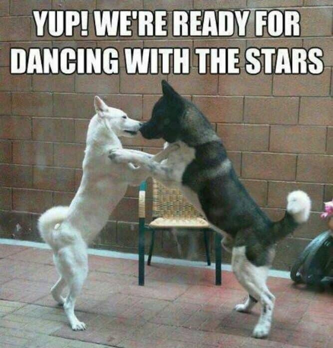 Dancing Dog Meme - Yup! we're ready for dancing with the stars