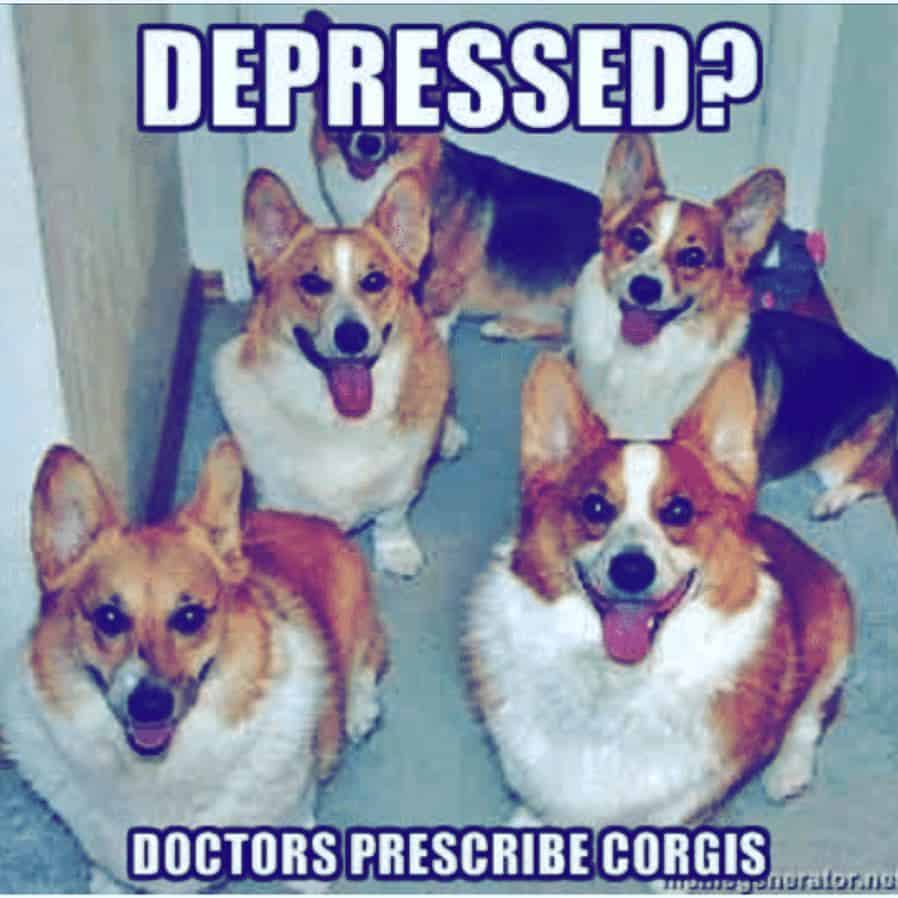 Depressed doctors prescribe corgis - corgi meme