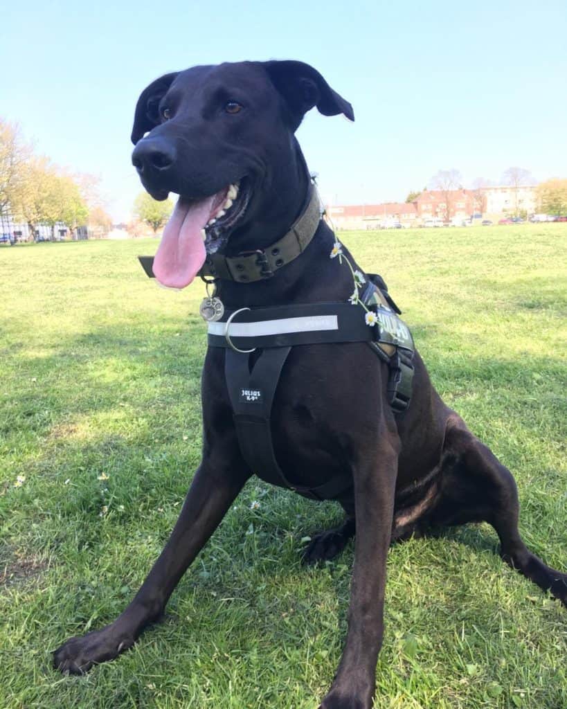 Doberman Labrador Mix