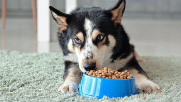 Dog for dog food review: what’s the verdict?