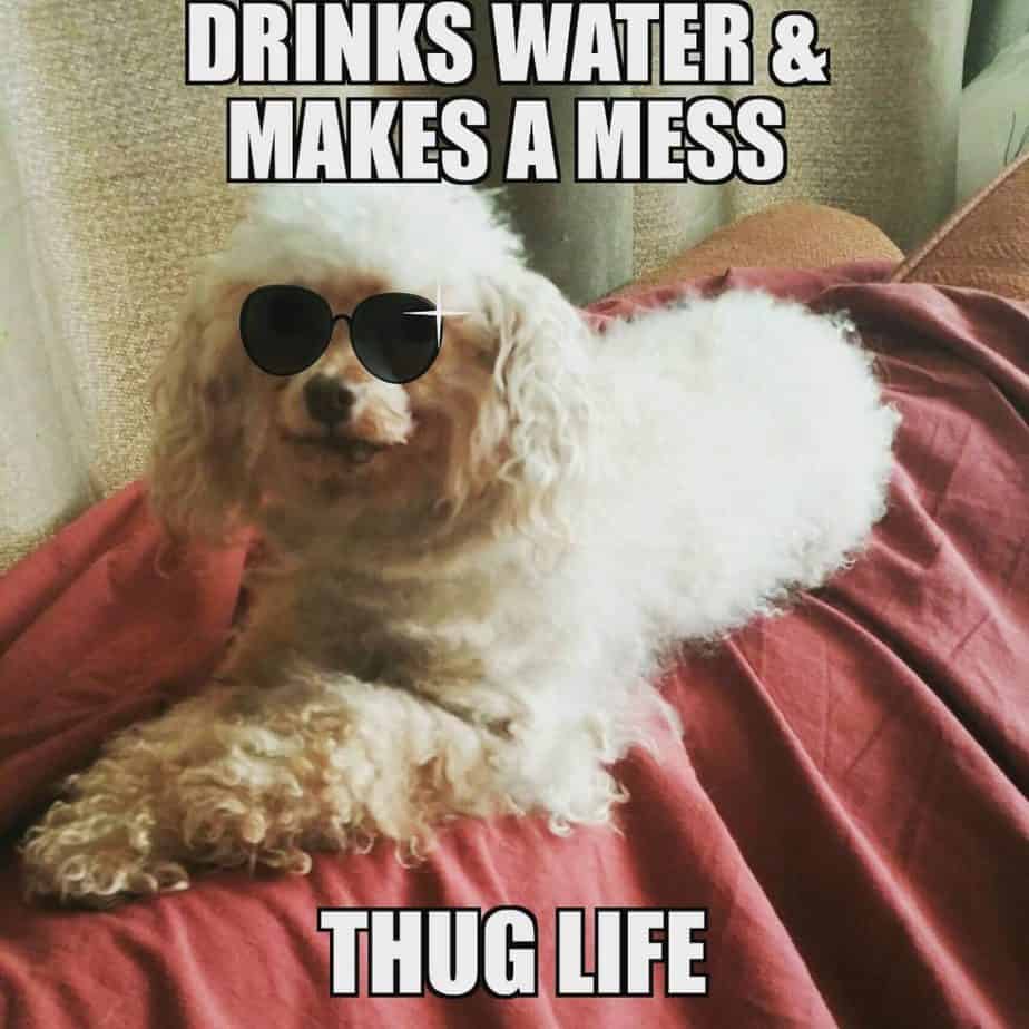 Poodle meme - drinks water & makes a mess thug life