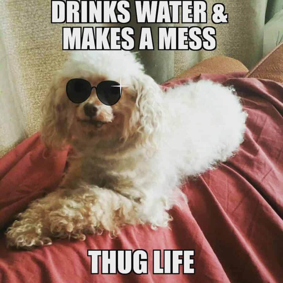 Poodle Meme - Drinks water & makes a mess thug life 