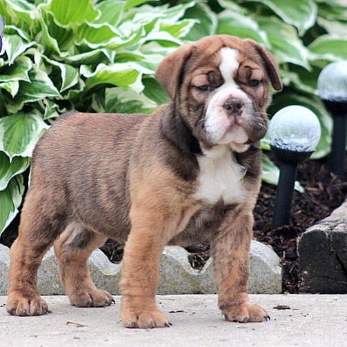 English Bulldog Poodle Mix