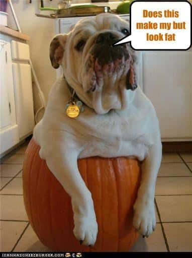 Funniest fat dog memes