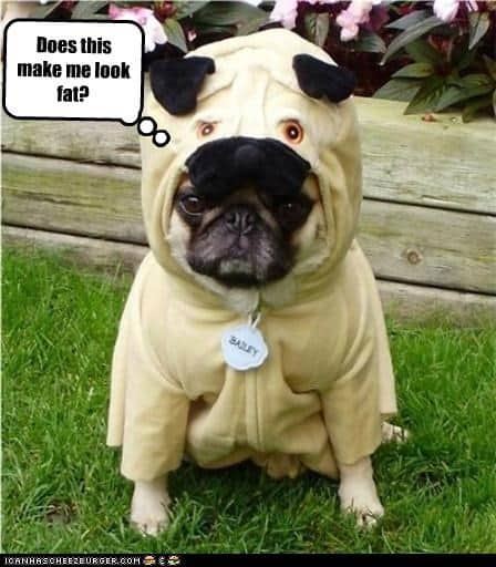 Funniest fat dog memes