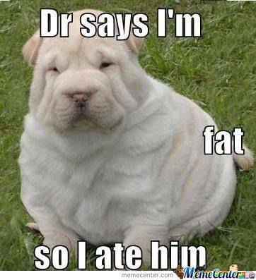 Funniest fat dog memes