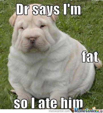 husky meme fat