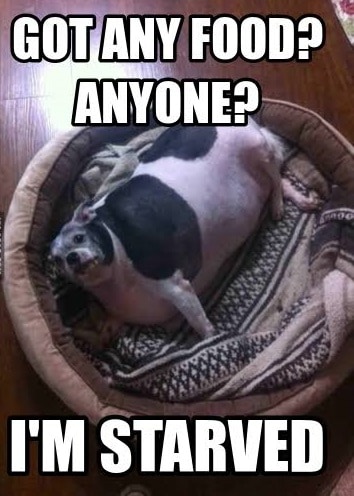 Funniest fat dog memes