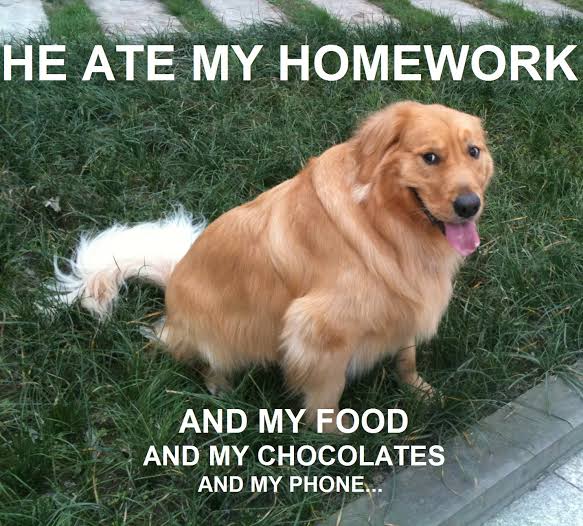 Funniest Fat Dog Memes