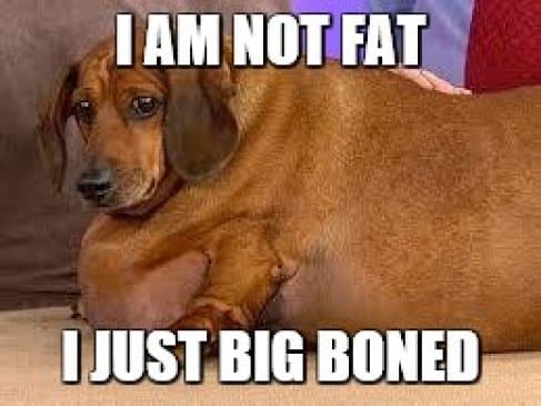 Funniest fat dog memes