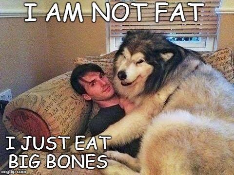 husky meme fat