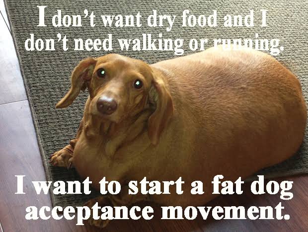 Funniest fat dog memes