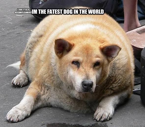 husky meme fat