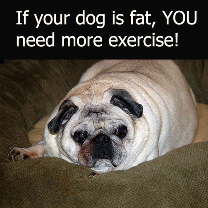 Funniest Fat Dog Memes