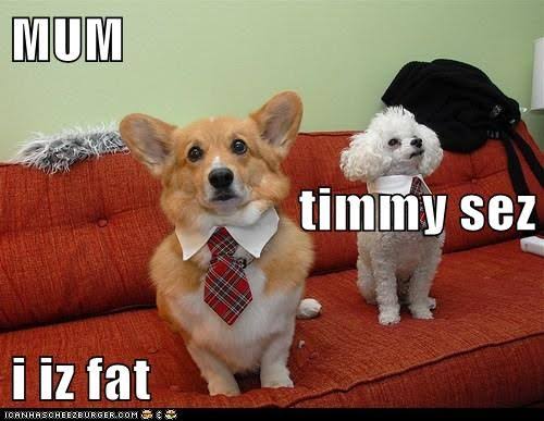 Funniest Fat Dog Memes