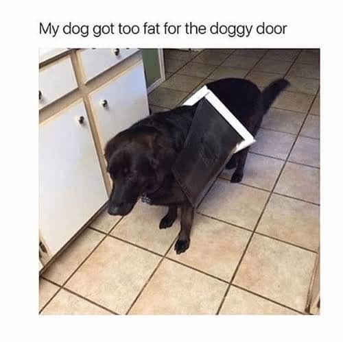 Funniest Fat Dog Memes