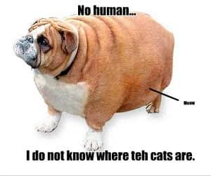 Yep it is - Funny  Fat cats, Funny, Meme pictures