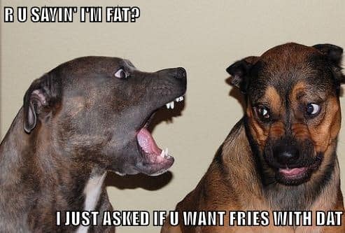 Funniest fat dog memes