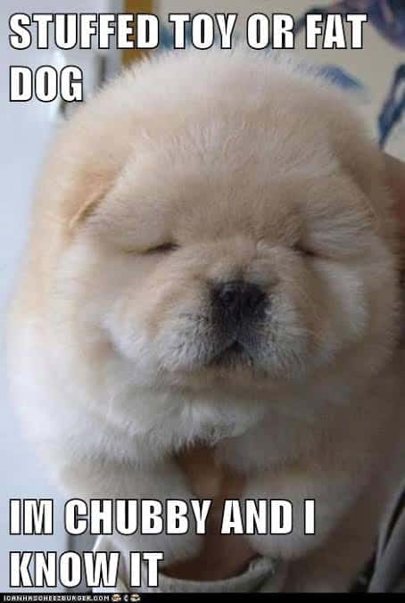 Funniest fat dog memes