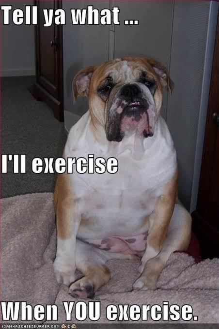 Funniest fat dog memes