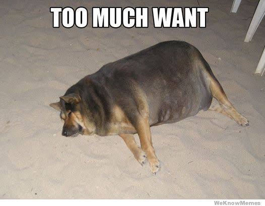 Funniest fat dog memes