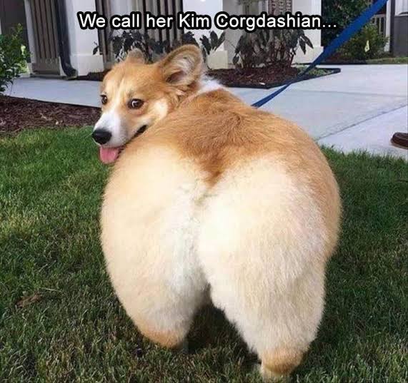 Funniest Fat Dog Memes