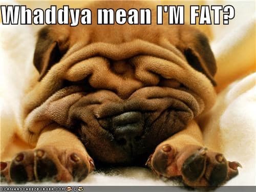 Funniest fat dog memes