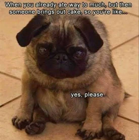 Funniest Fat Dog Memes