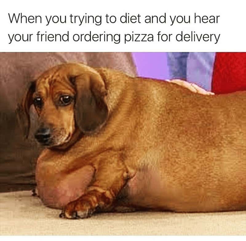 Funniest Fat Dog Memes