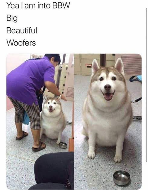 Funniest Fat Dog Memes