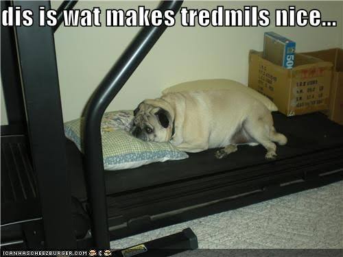 Funniest fat dog memes