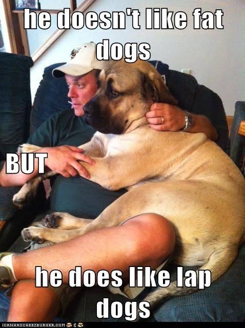 Funniest fat dog memes