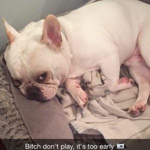 50+ funniest french bulldog memes