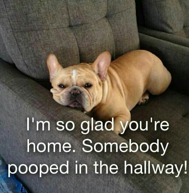 French Bulldog Meme - I'm so glad you're home. Somebody pooped in the hallway!